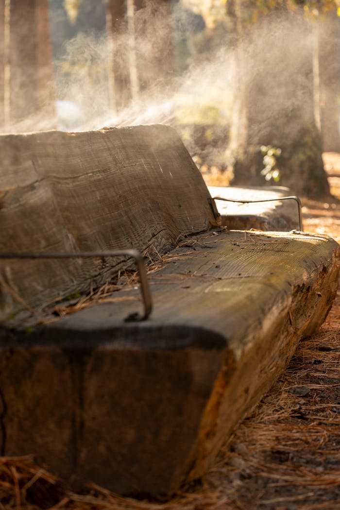 services-02 Aged wooden bench with sunlight streaming through a tranquil forest, creating a serene atmosphere.