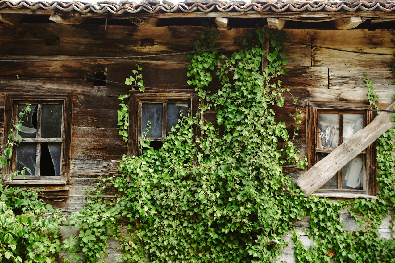 why-choose-us An old wooden house covered in ivy, featuring aged and broken windows, creating a rustic and overgrown appearance.